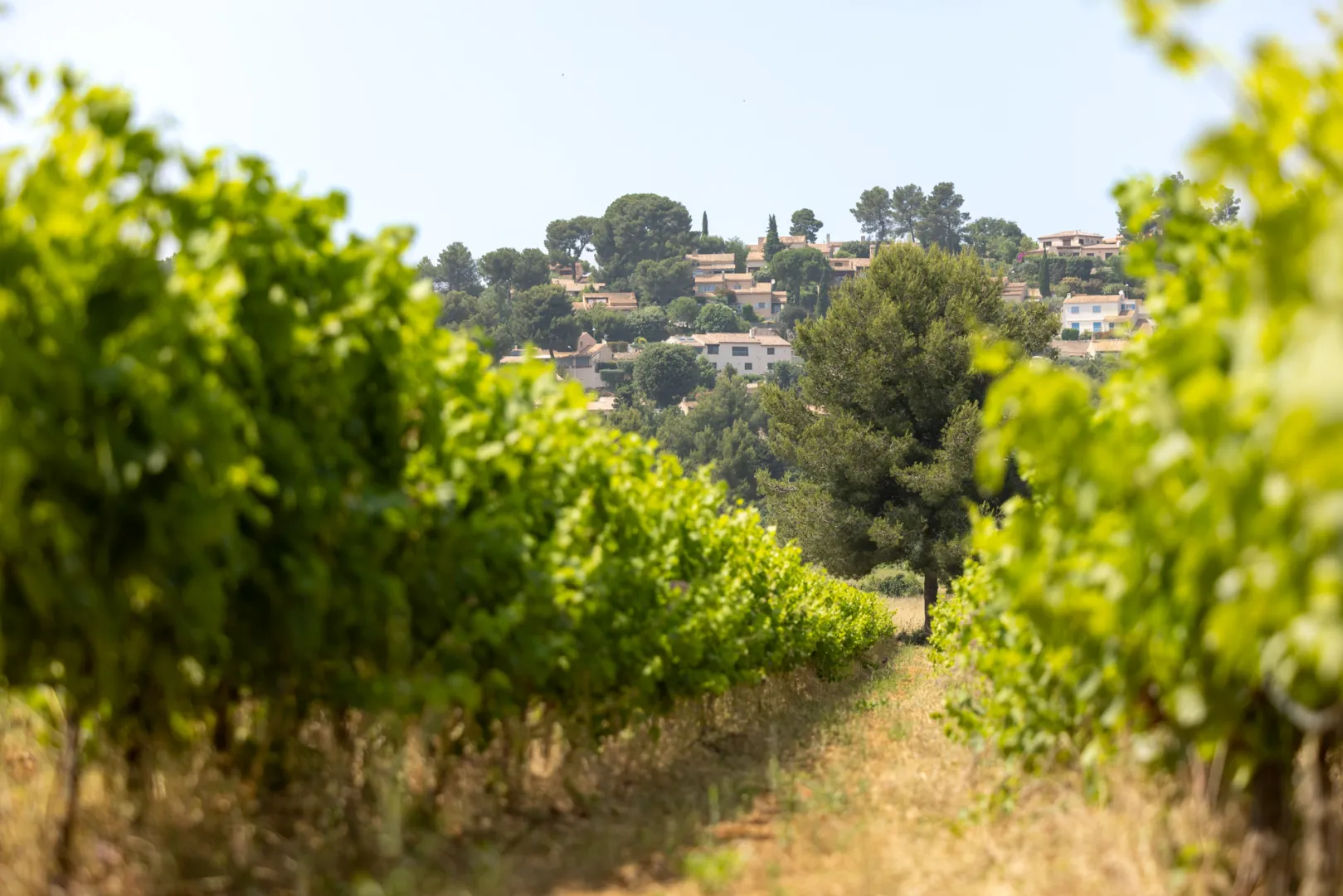 le vignoble
