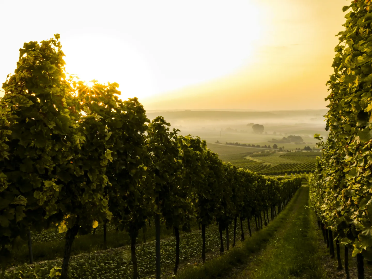 vignes homepage leaderboard