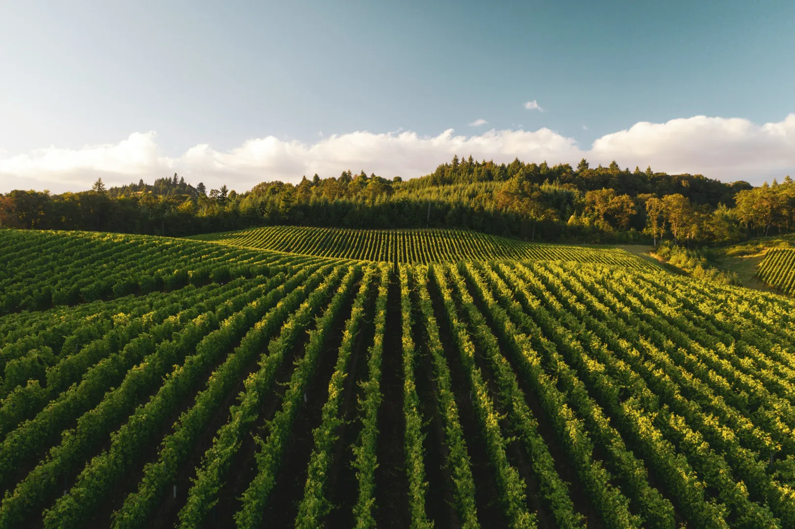 vignes