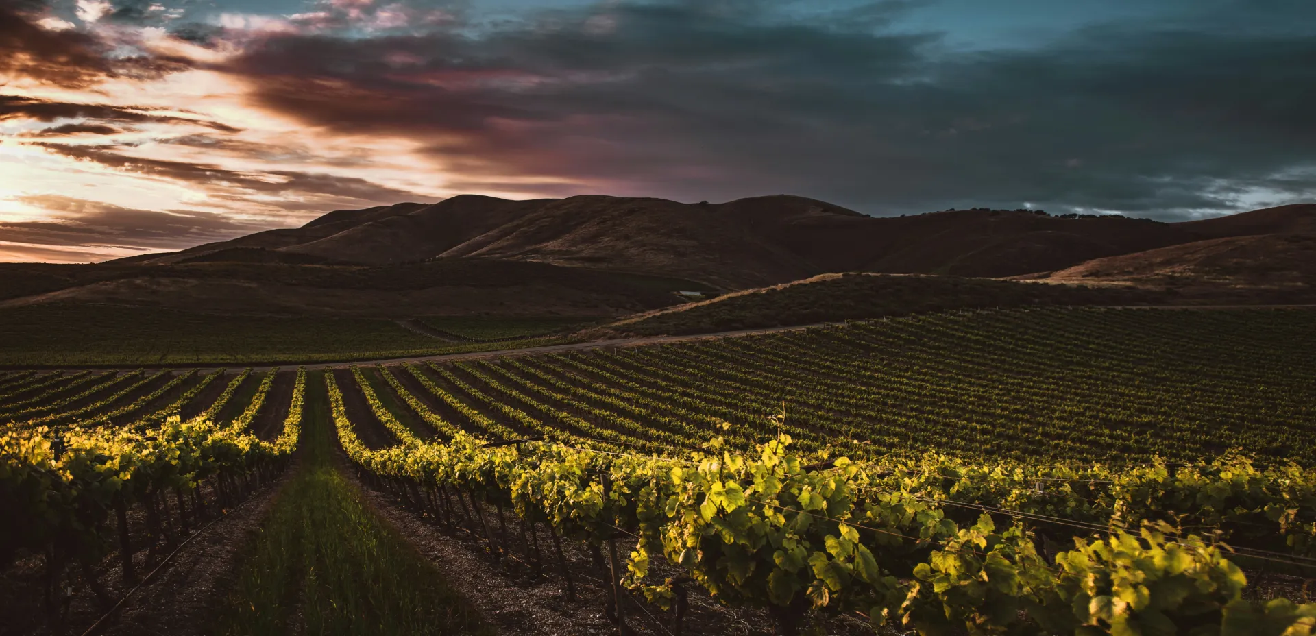 vignes collines
