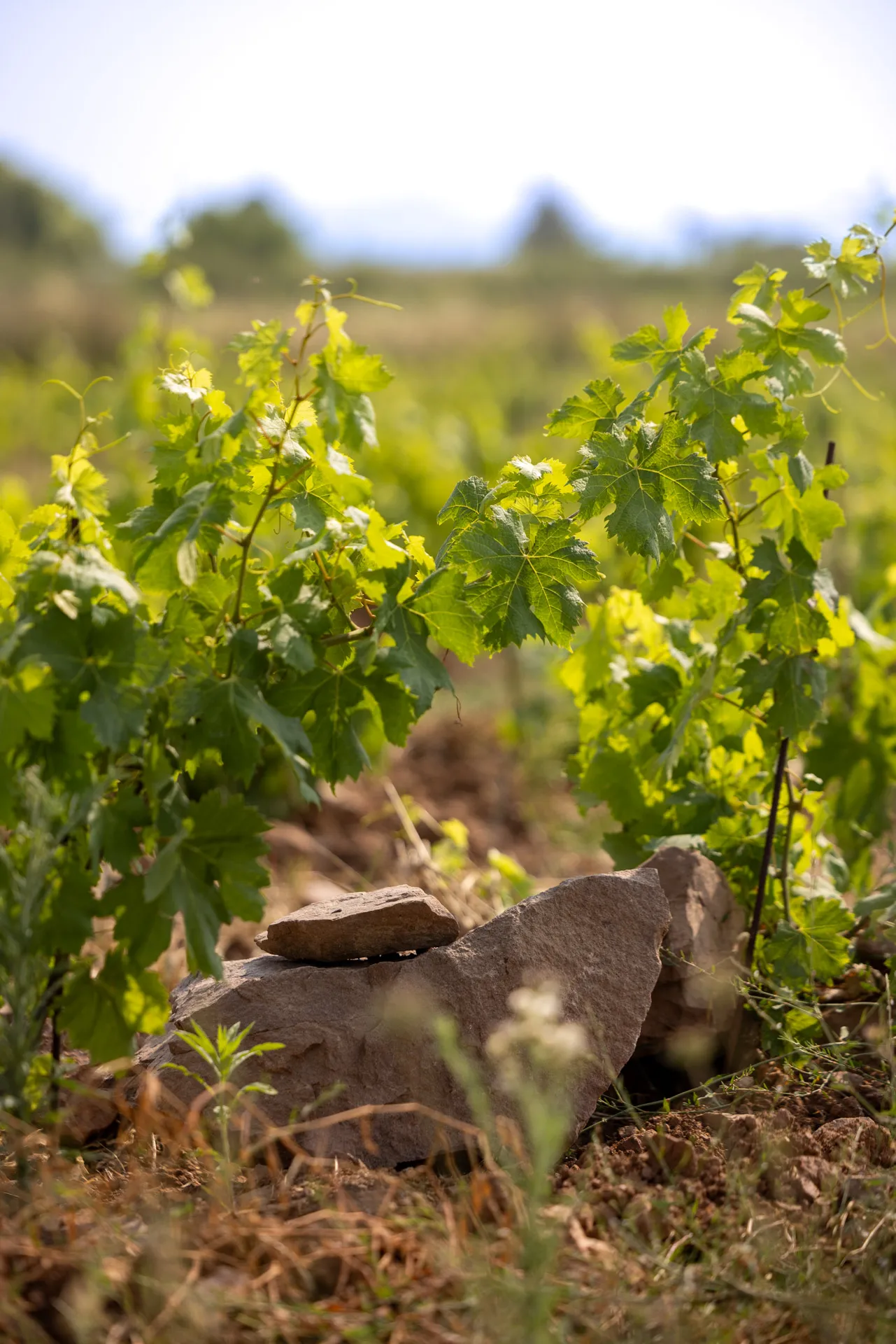 terroir