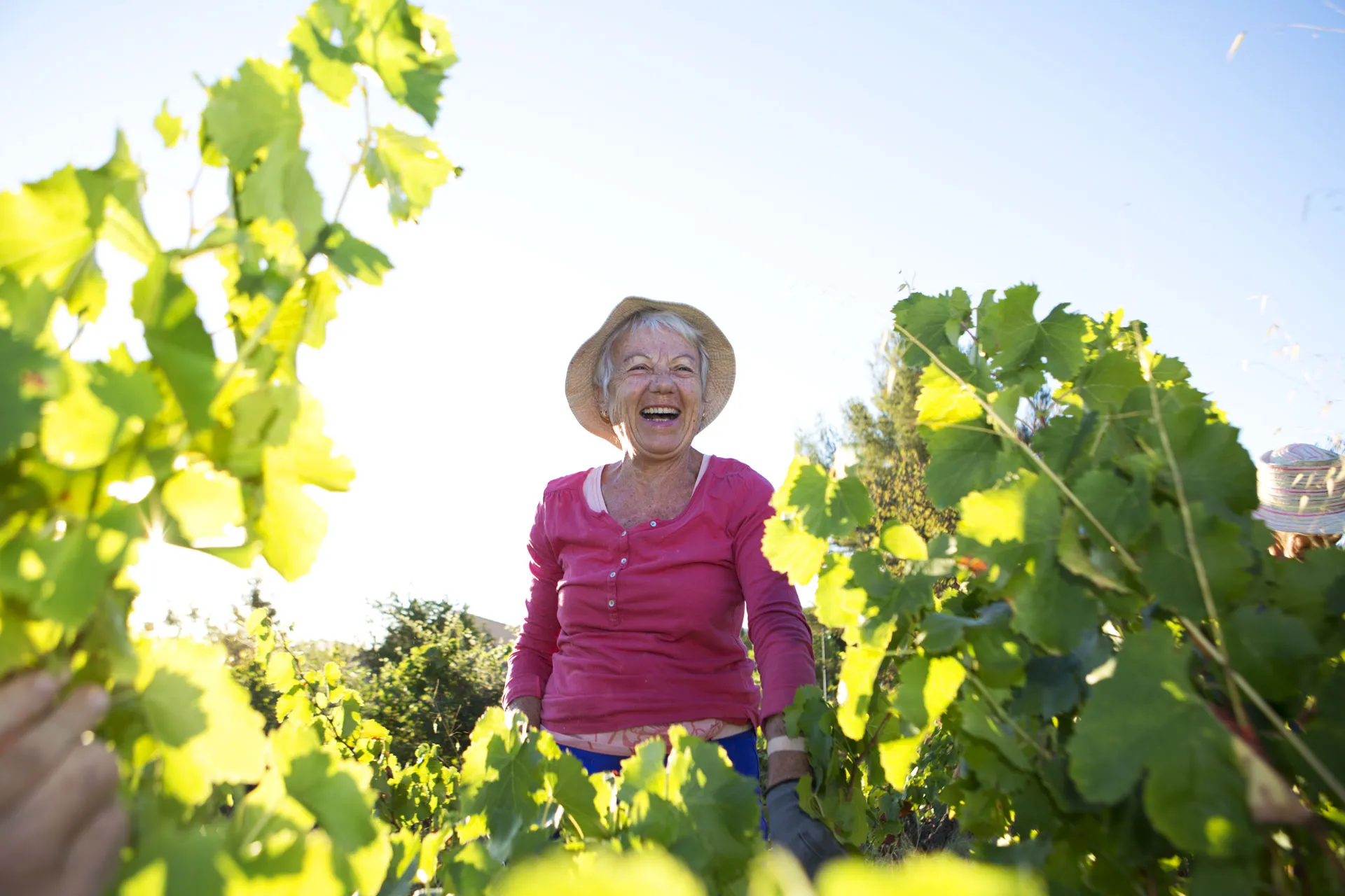 vendanges