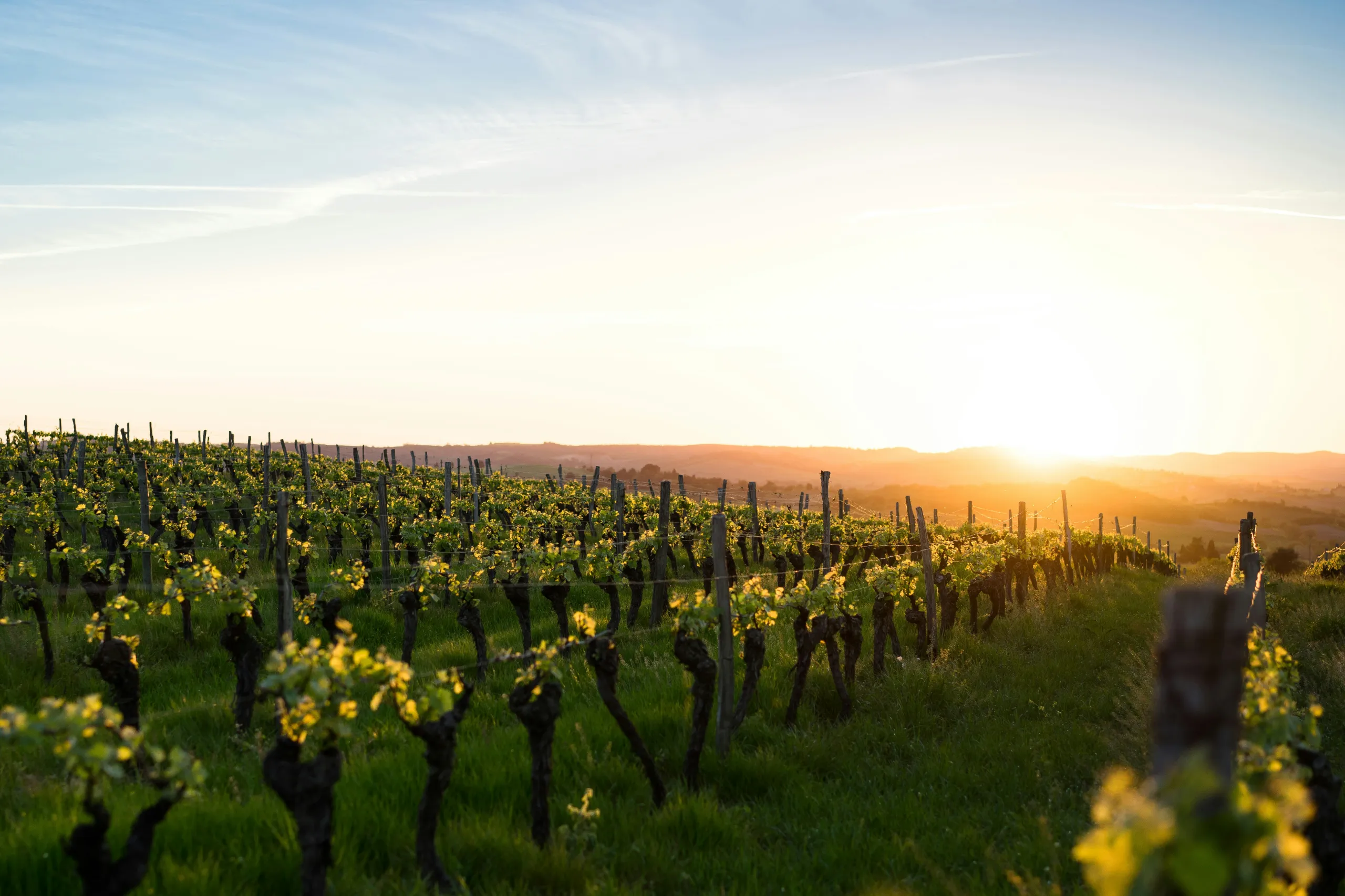 vignes soleil