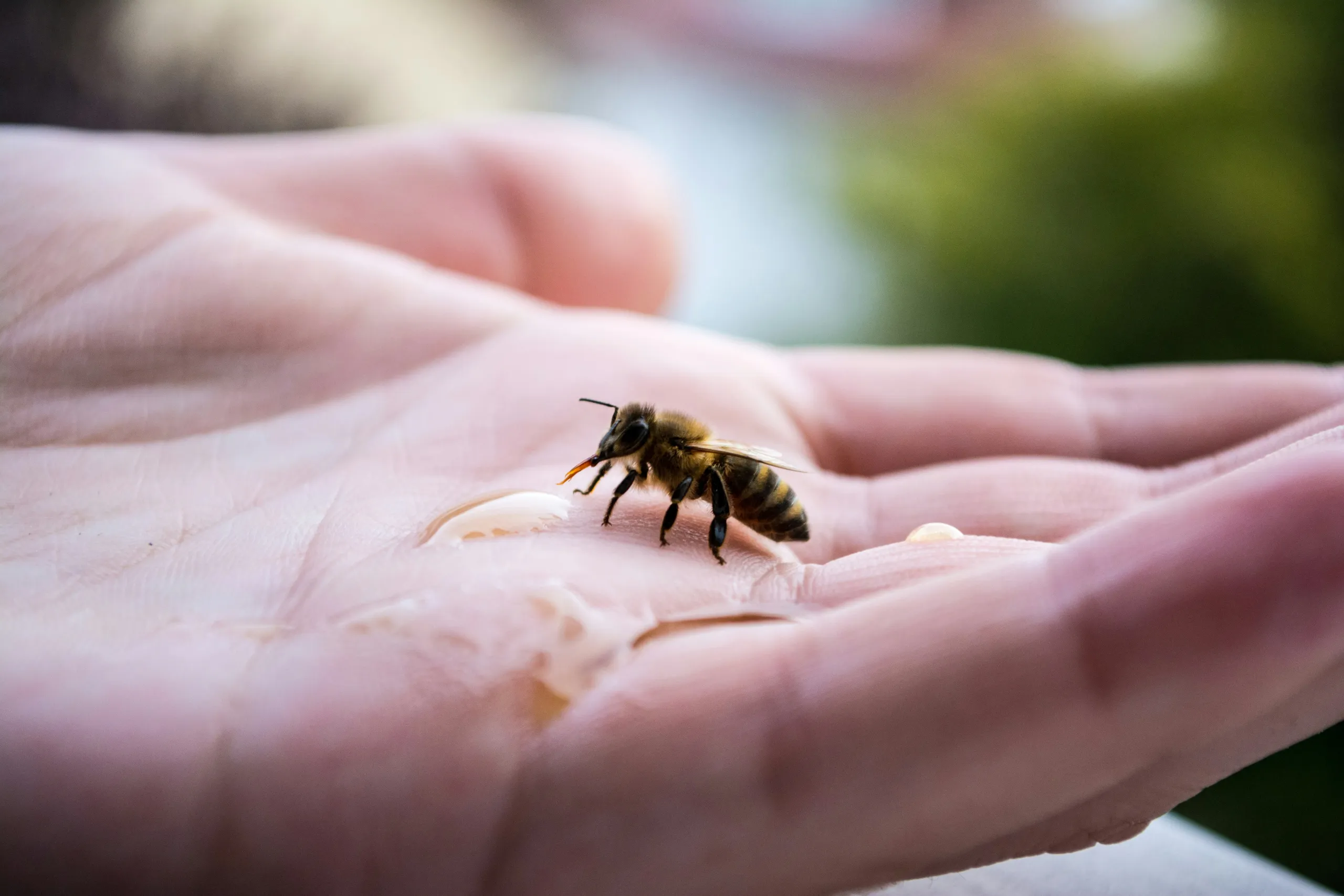 bee hand