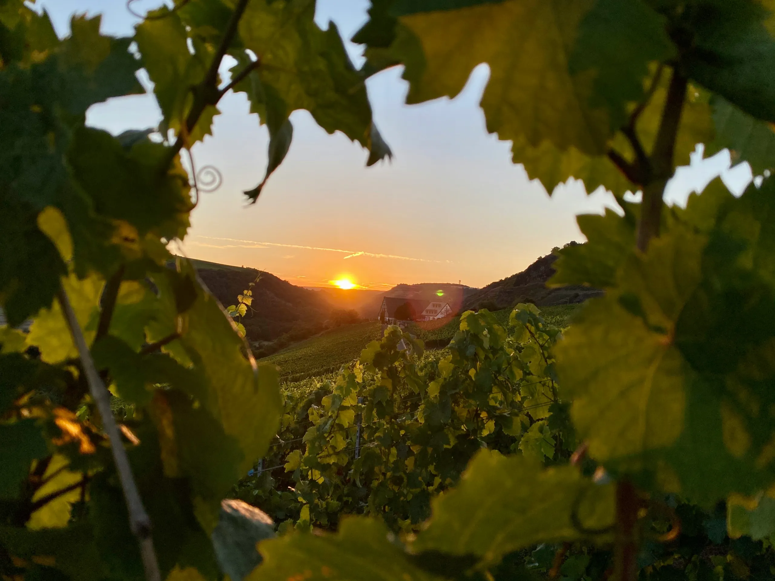 vignes coucher de soleil