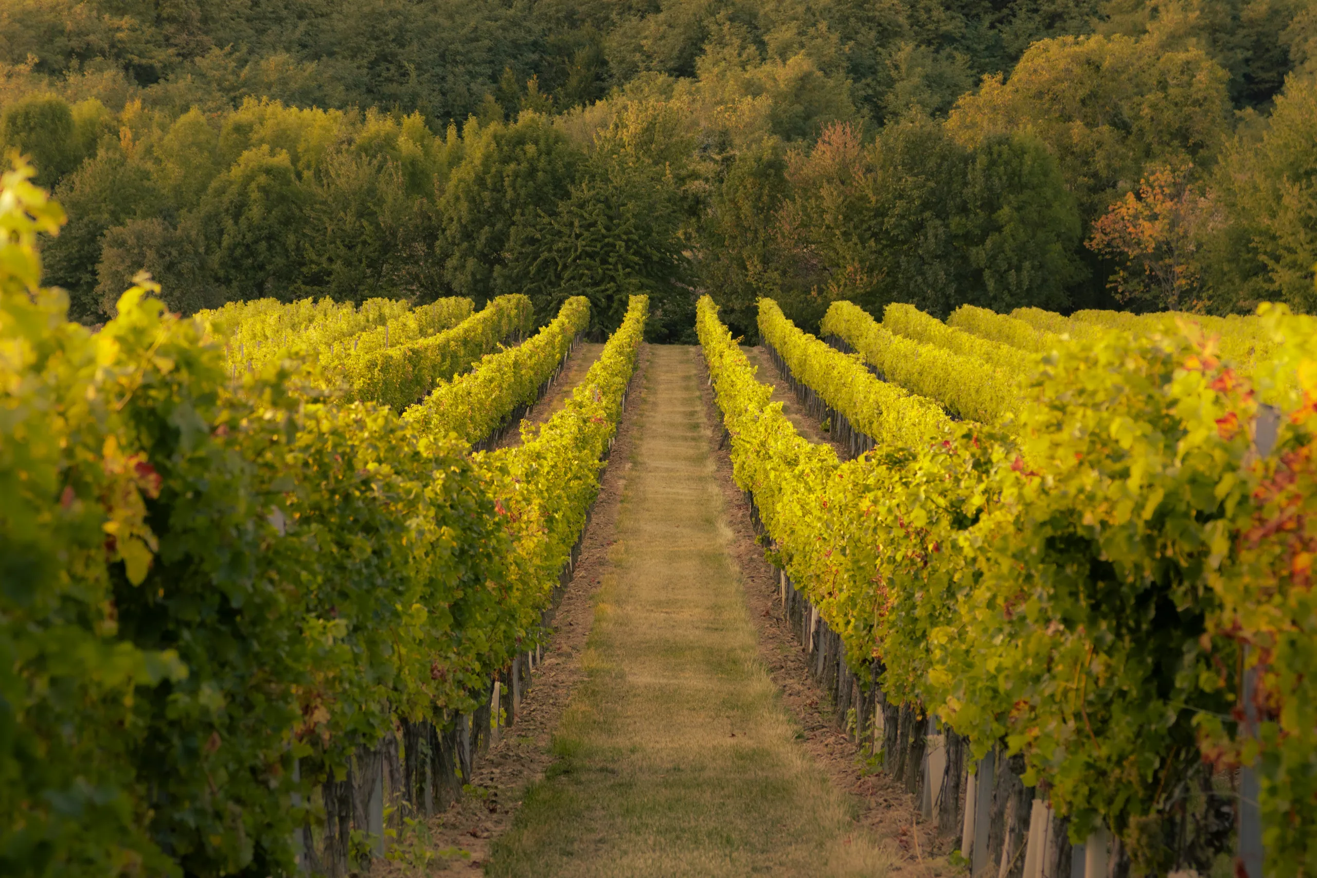 vignes