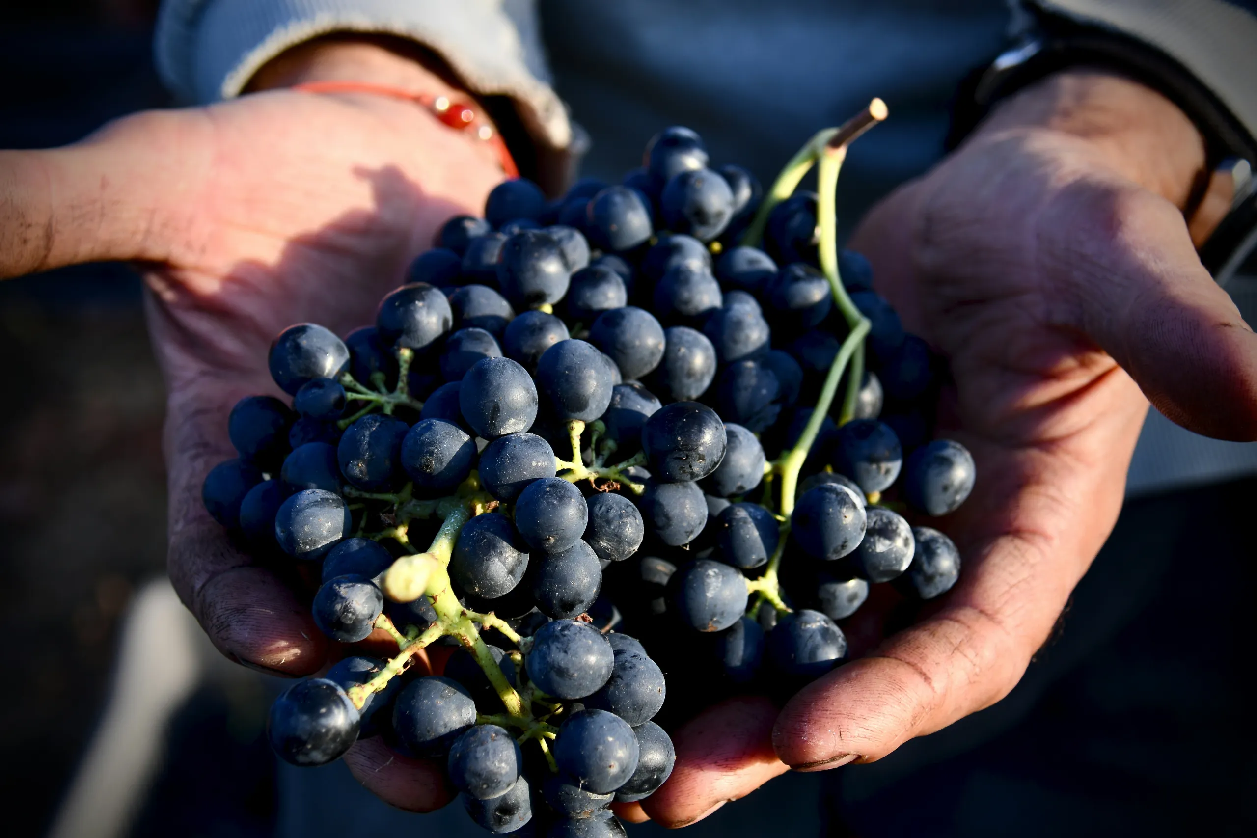 grape hands